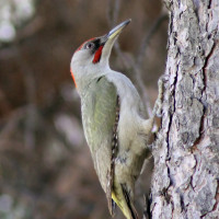 Iberian Green Woodpecker